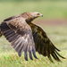 Lesser Spotted Eagle - Photo (c) Анна Голубева, some rights reserved (CC BY-NC-ND), uploaded by Анна Голубева