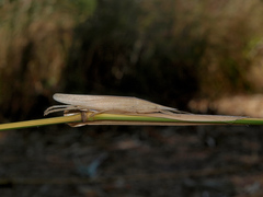 Pseudorhynchus pungens