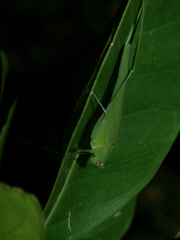 Phaneroptera sparsa