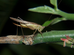 Conocephalus conocephalus