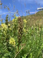 Dactylorhiza incarnata