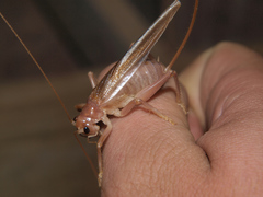 Niphetogryllacris submutica