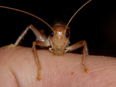 Niphetogryllacris submutica