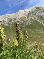 Dactylorhiza incarnata