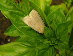 Photedes fluxa