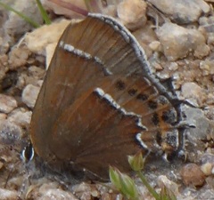 Callophrys spinetorum