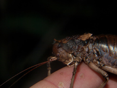 Enyaliopsis parduspes