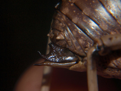 Enyaliopsis parduspes