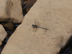 Stylogomphus albistylus