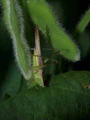 Conocephalus conocephalus