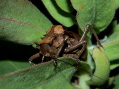Enyaliopsis parduspes