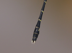 Stylogomphus albistylus