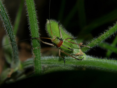 Acanthoplus