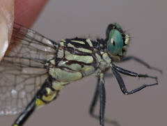 Stylogomphus albistylus