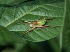 Acanthoplus