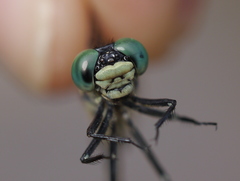 Stylogomphus albistylus