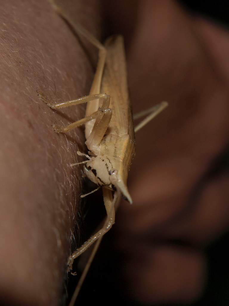 Pseudorhynchus robustus