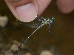 Stylogomphus albistylus