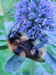 Bombus subterraneus