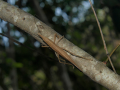 Pseudorhynchus robustus