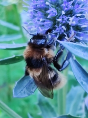 Bombus subterraneus
