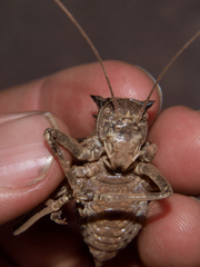 Enyaliopsis parduspes