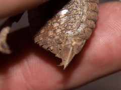 Enyaliopsis parduspes