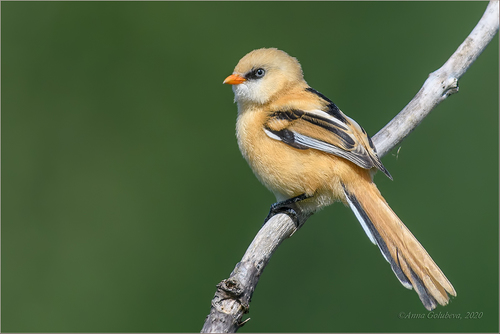 Bearded Reedling