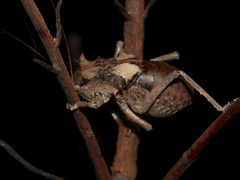 Enyaliopsis parduspes