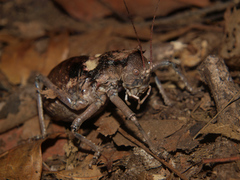 Enyaliopsis parduspes