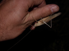 Pseudorhynchus robustus