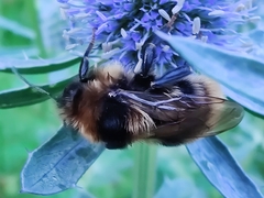 Bombus subterraneus