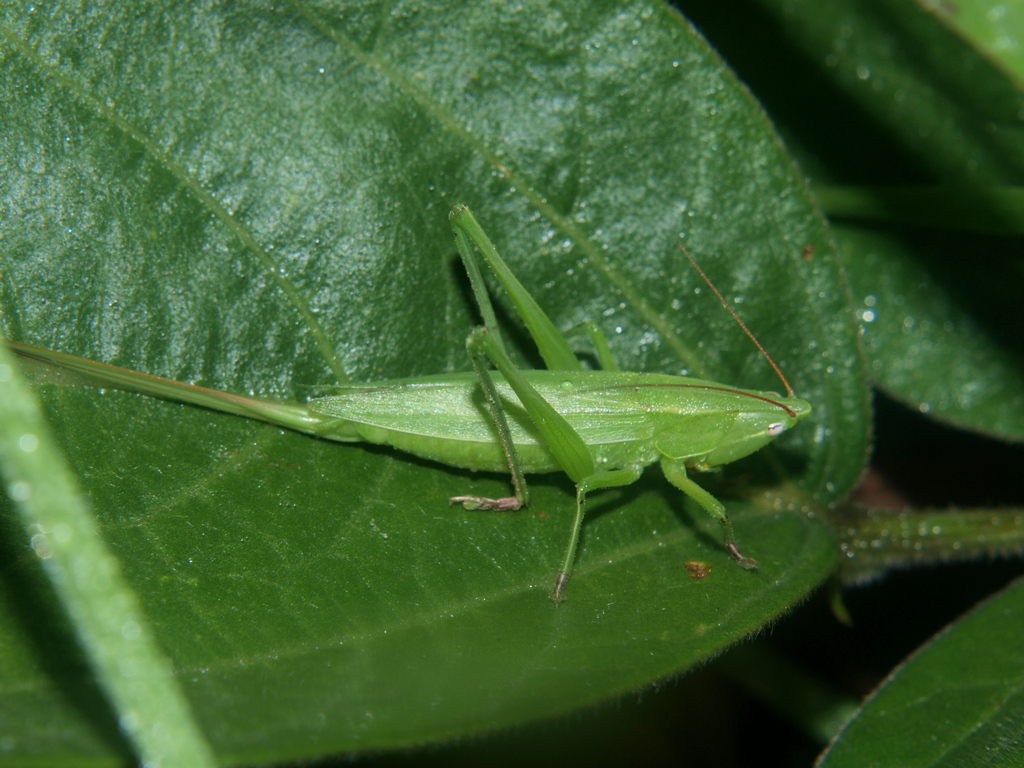 Ruspolia lemairei
