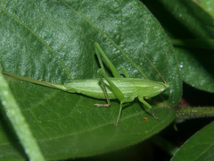 Ruspolia lemairei