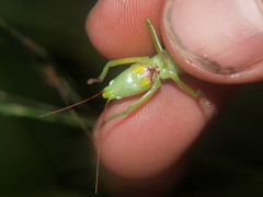 Ruspolia lemairei