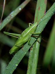 Ruspolia lemairei