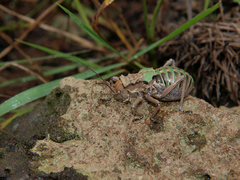 Enyaliopsis nyika