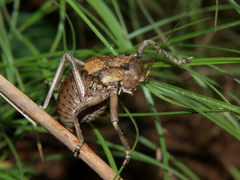 Enyaliopsis parduspes
