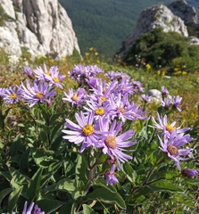 Aster amellus ibericus