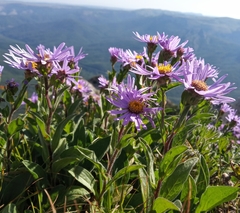 Aster amellus ibericus