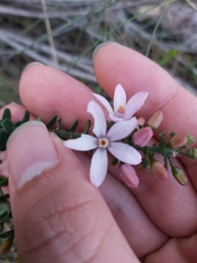 Philotheca buxifolia