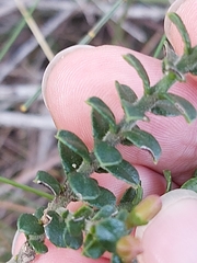 Philotheca buxifolia