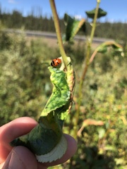 Hippodamia quinquesignata