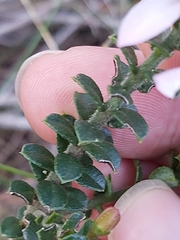 Philotheca buxifolia