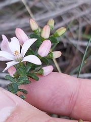 Philotheca buxifolia