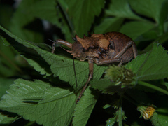 Enyaliopsis parduspes