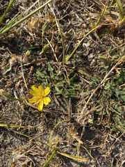 Leontodon saxatilis saxatilis