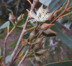 Eucalyptus diversifolia