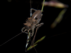 Enyaliopsis parduspes