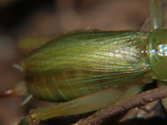 Atychogryllacris
